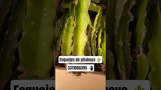 Esquejes de pitahaya enraizados en Jalisco, México ? #Inversión  #Diversificaciónagrícola #Short