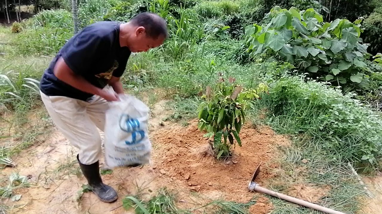 Cara-cara menabur tanah hitam selepas merumput 
