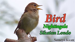 Suara Burung NIGHTINGALE / SIKATAN LONDO , Sound Super Jernih GACORRRRRR (Samoyii Kicau)