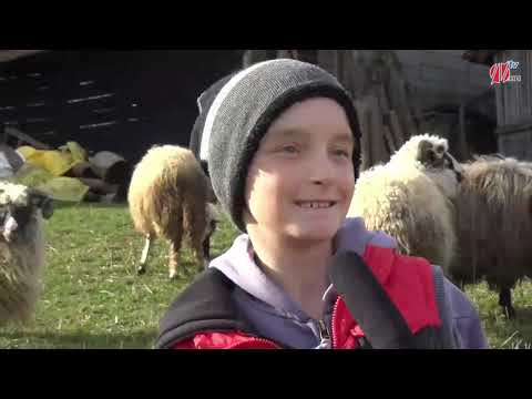 Dvanaestogodišnji Adnan iz Tojšića novcem od džeparca kupio ovce, brine o njima i pušta ih na ispašu