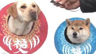 犬用の顔出しパネルも　わんこと楽しめるイベント