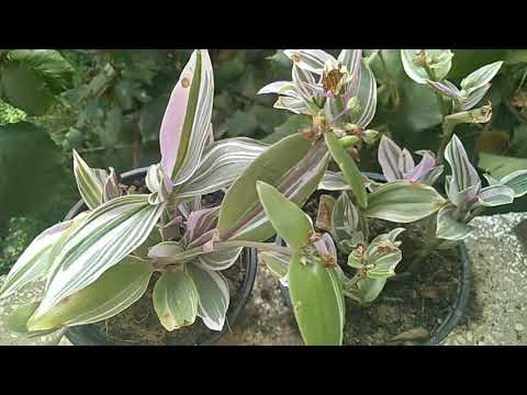 Video: Андерсондун Tradescantia - көлөкөлүү бакчага жана терезе алдындагы гүлдөргө гүл