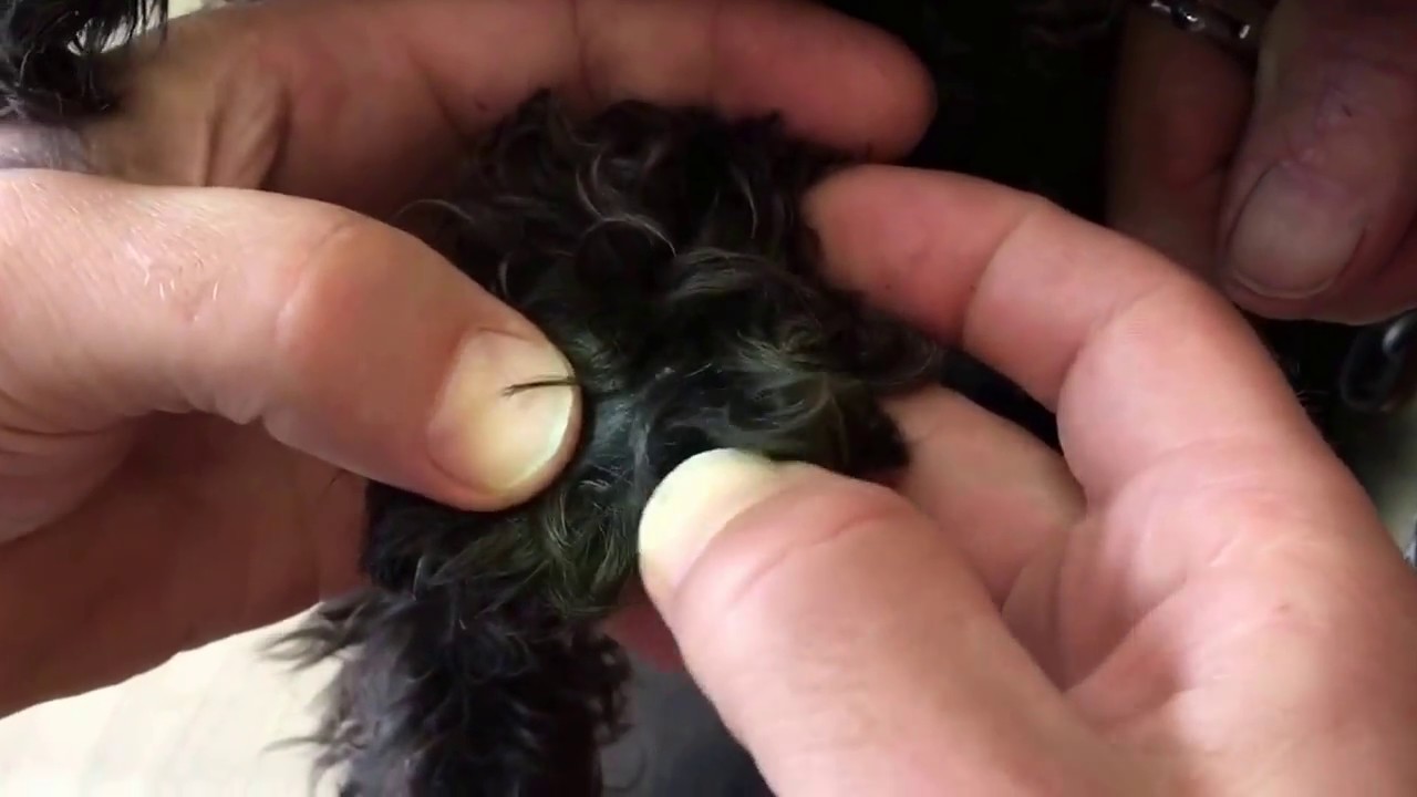 Removing grass seeds from a dog 