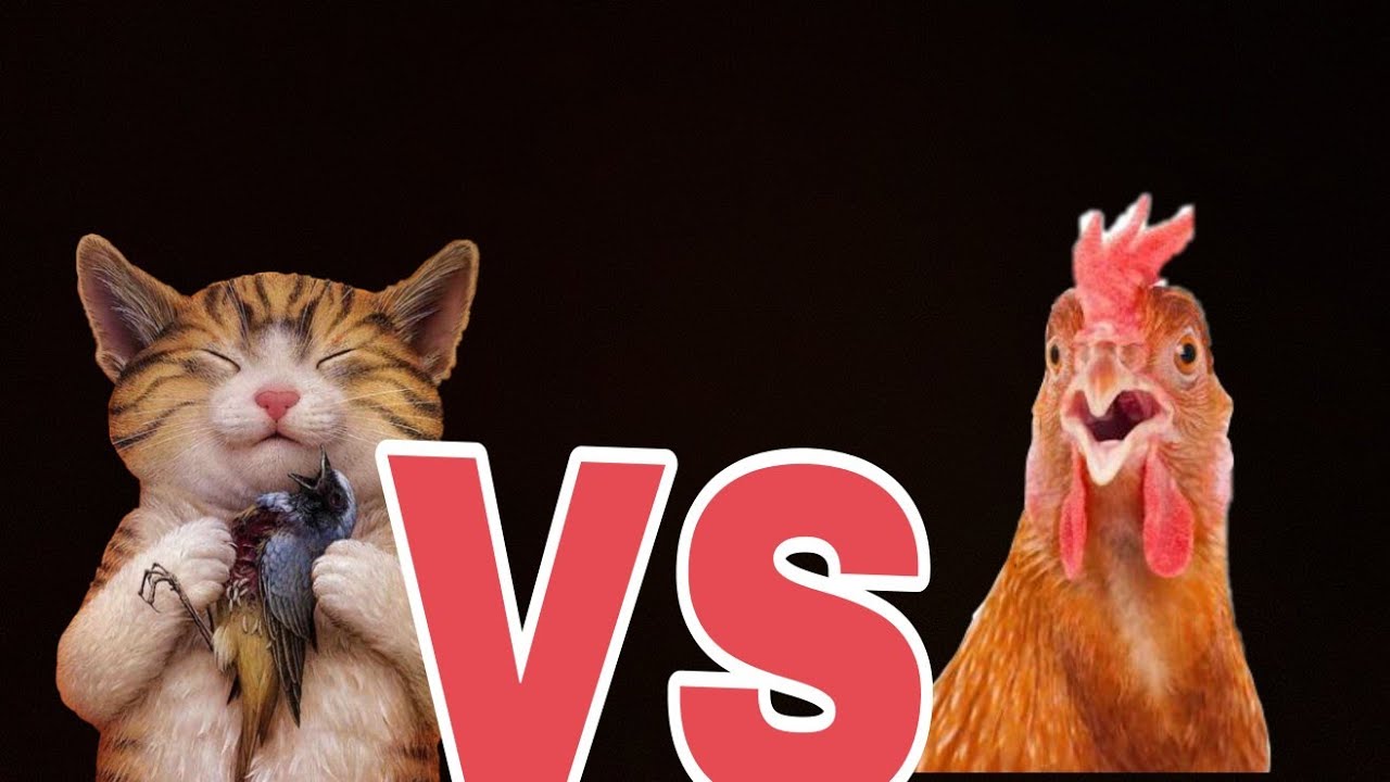 Кот и куры - YouTube