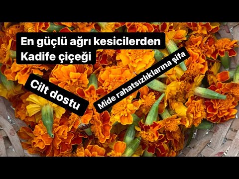 Video: Ayrıca Kalendula Çiçekleri: Bir Calendula'yı Nasıl Ölüreceğinizi Öğrenin