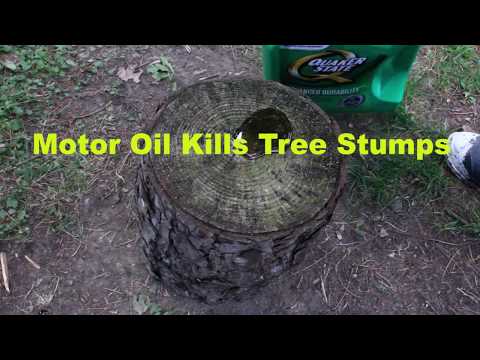 Video: Dræber petroleum træstubbe?
