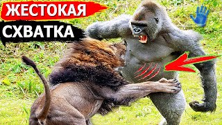 15 Сумасшедших Битв Животных СНЯТЫХ НА КАМЕРУ. Такое Редко Увидишь!