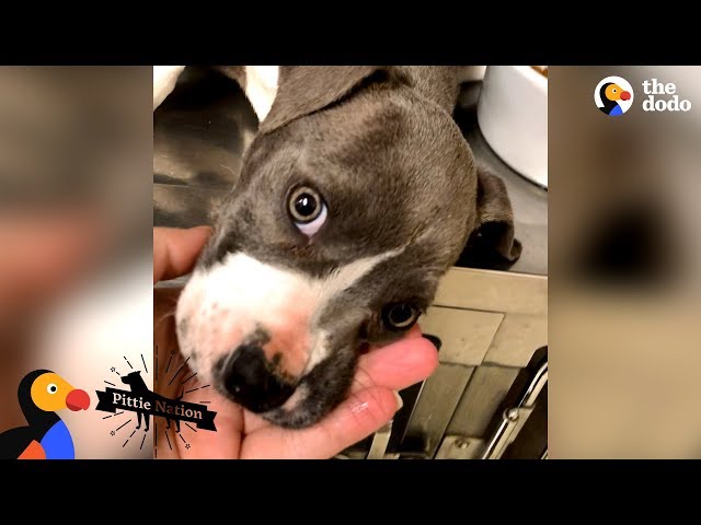 Pittie Puppy Surprises His Mom In The Best Way | The Dodo Pittie Nation