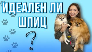 Почему я завела шпица? 🐶Наши команды🐕 #моисобаки #шпиц