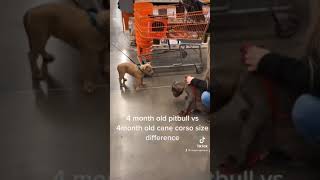 Cane Corso Vs Pitbull Same Age