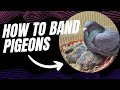 How to Band Baby Pigeons — Step-by-Step Guide for Beginners 🐣 #birds #pigeon #band