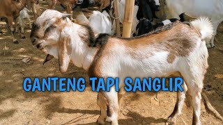 Download Lagu Ganteng tapi sanglir MP3