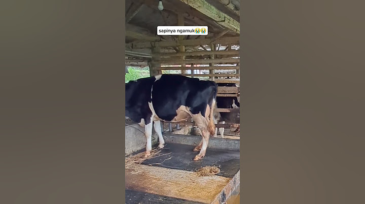 Sapi ngamuk ketika sedang di kandang