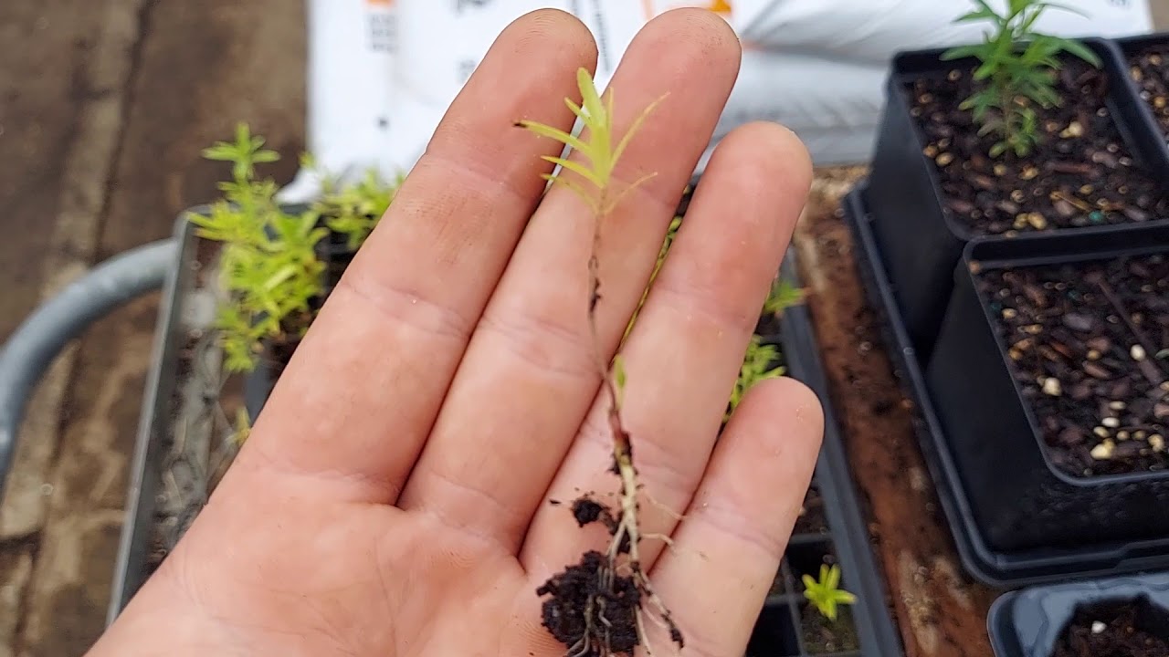 Transplanting Notes On Butterfly Milkweed Asclepias Tuberosa YouTube Transplanting Notes On Butterfly Milkweed Asclepias Tuberosa YouTube
