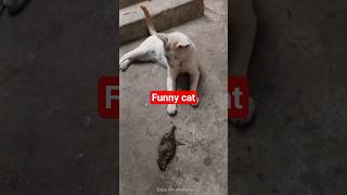 cat and bird YouTube short video