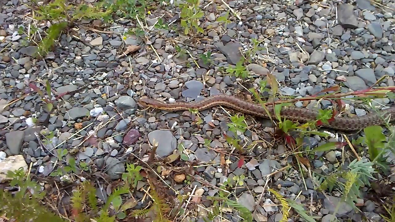Maine Snake YouTube