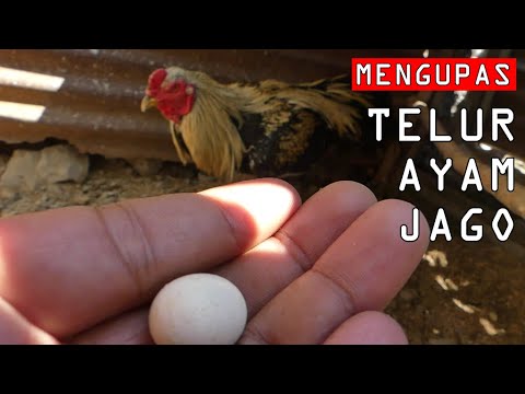 Video: Apakah ayam jantan bertelur?