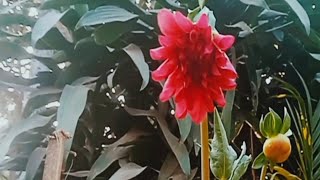 Lyrics Lt, Hamilton momin ||Ama ni Asong dongram||dm tv official\\