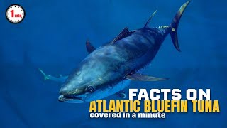 Introducing World's Most Expensive Fish | Atlantic Bluefin Tuna in 1 Minute | AnimalSnapz
