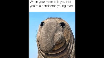 😆Funny Memes, Puns & Jokes 😆 Episode 237 😆 TRY NOT TO LAUGH 😆 BIG Compilation 😆Best On the Internet!