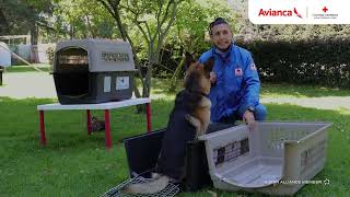 ¡Tips para que tu mascota viaje en bodega!