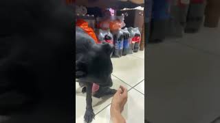 #cachorros #perros #mascotas #cachorrosdivertidos #pets #perritos #cachorro #shorts #funny