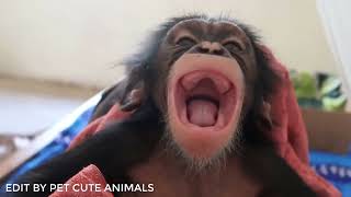 We Can Save Intelligent Newborn Chimpanzees by Pet Cute Animals 842 views 1 month ago 5 minutes, 15 seconds