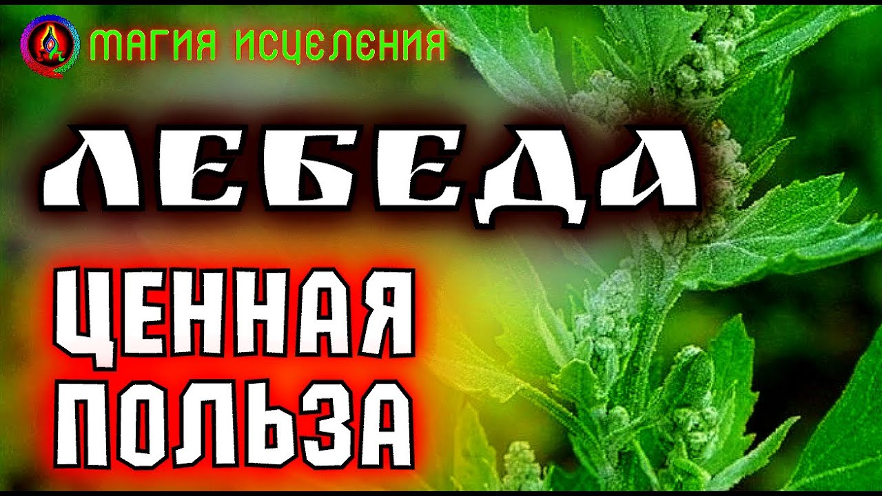 Лебеда, ценная и полезная трава | Как выглядит Лебеда, польза и ...