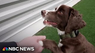 New Pill Could Help Dogs Live Longer