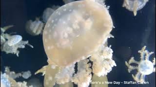 There’s a New Day - Staffan Carlen (RVML)