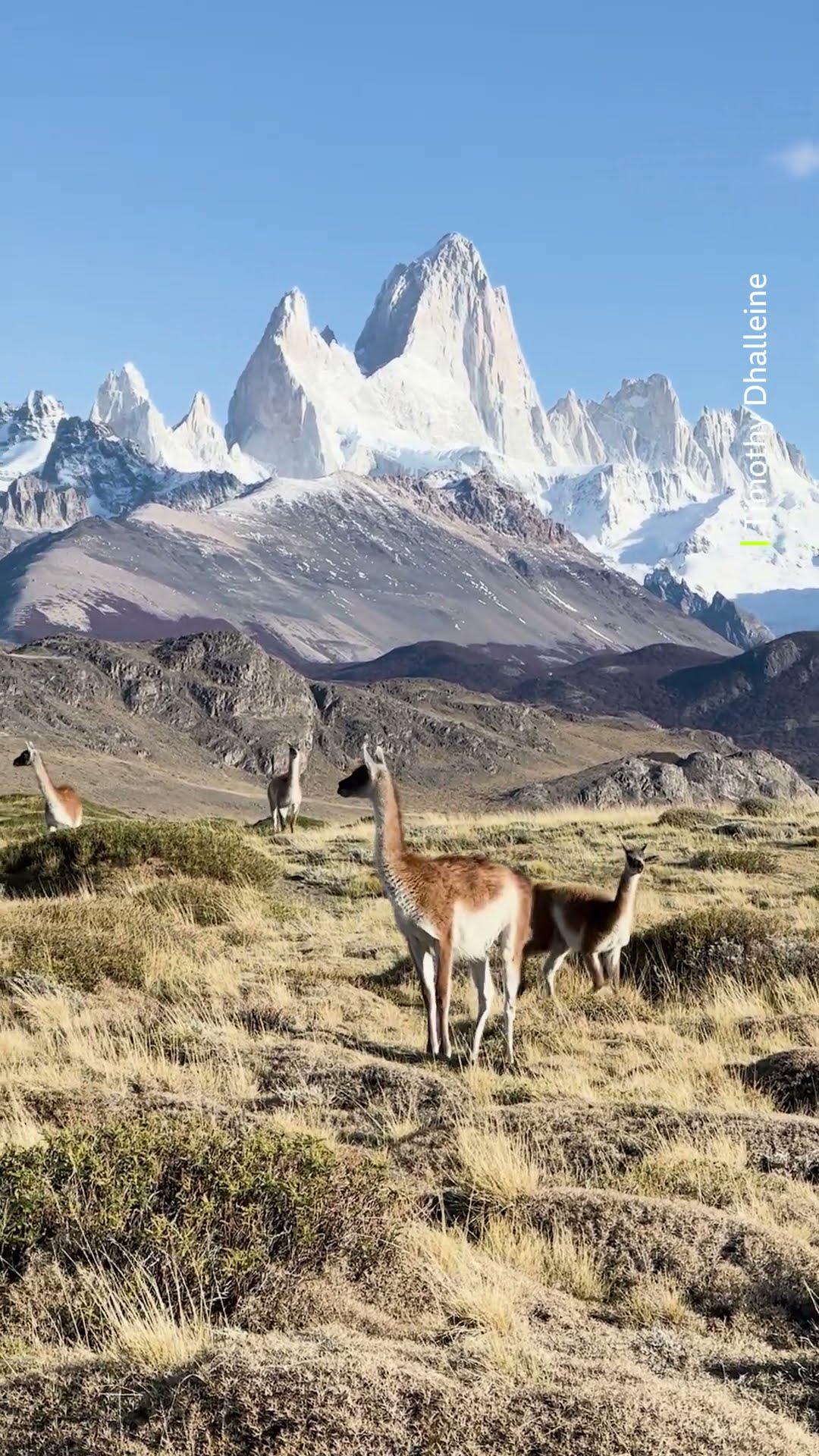 Did you know that guanacos are distantly related to camels? #Shorts #Guanacos #SouthAmerica