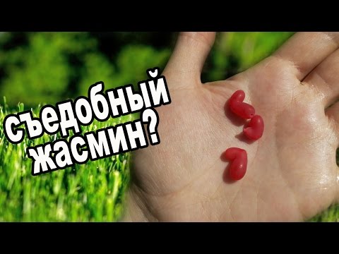 Видео: Какой жасмин съедобен?