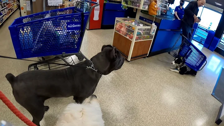 Vocal Cane Corso Calamity At Petsmart! | Kane