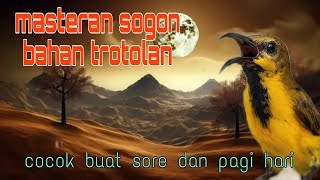 Masteran sogon bahan trotolan 🔥🔥