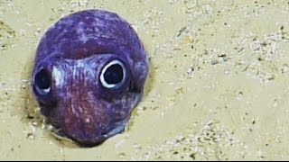 Cute Bobtail Squid | Nautilus Live
