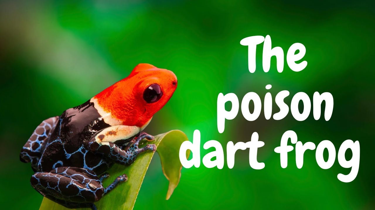 25 Facts About Poison Dart Frogs 🐸 - Learn All About Poison Frogs