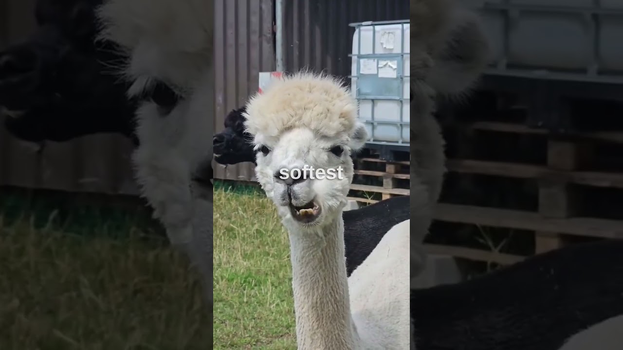 Unbelievable Alpaca Facts That Will Leave You Speechless! 🦙🌎