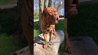 French Mastiff  Unbelievable Size and Sweetness!