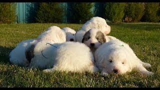 За обедом. Щенки пиренейской горной собаки, 3 недели. За обедом. Щенки пиренейской горной собаки, 3 недели.