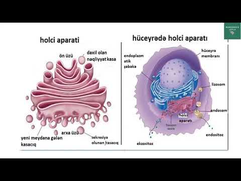 Hüceyrənin quruluşu ,orqanoidləri və hüceyrə nəzəriyyəsi