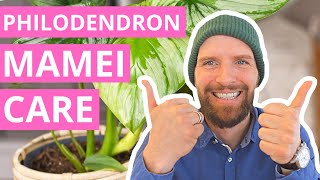 Philodendron Mamei Care Explained from Start to Finish