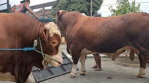 PECAH JUGA AHIRNYA ~ SAPI RAKSASA TERJUAL SEBELUM KONTES JEMBER ✅