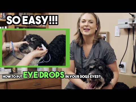 Videó: Hogyan lehet megállítani a kutya fülvérzését?