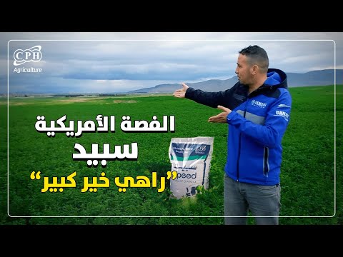 الفصة الأمريكية سبيد راهي خير كبير