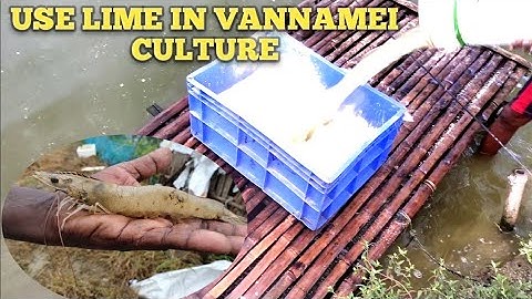 Use lime in Vannamei Culture#AquacultureFishery#shrimp #vannamei #aquaculture #fishery
