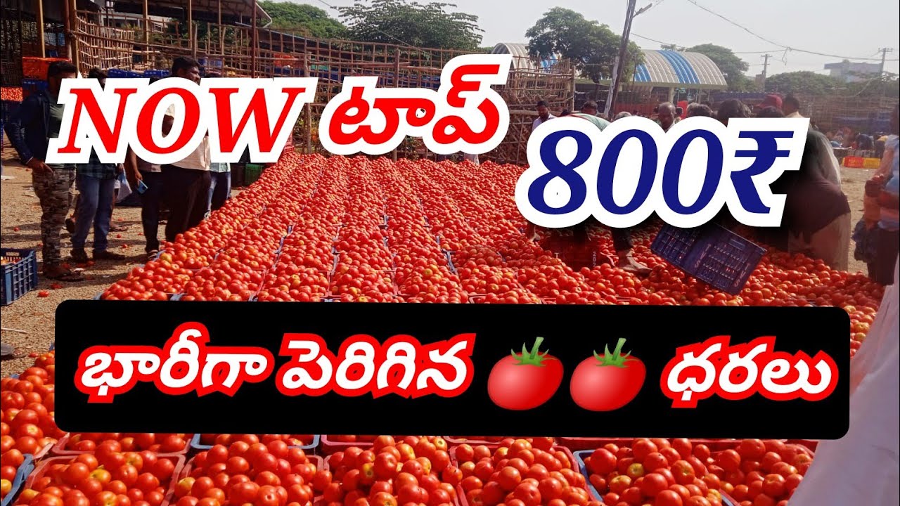 31052023 Madanapalle Tomato Market price todayToday Tomato Market