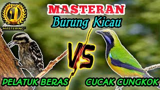 PELATUK BERAS VS CUCAK CUNGKOK - Masteran Istimewa Speed Rapatt dan Tembakan Tajamm