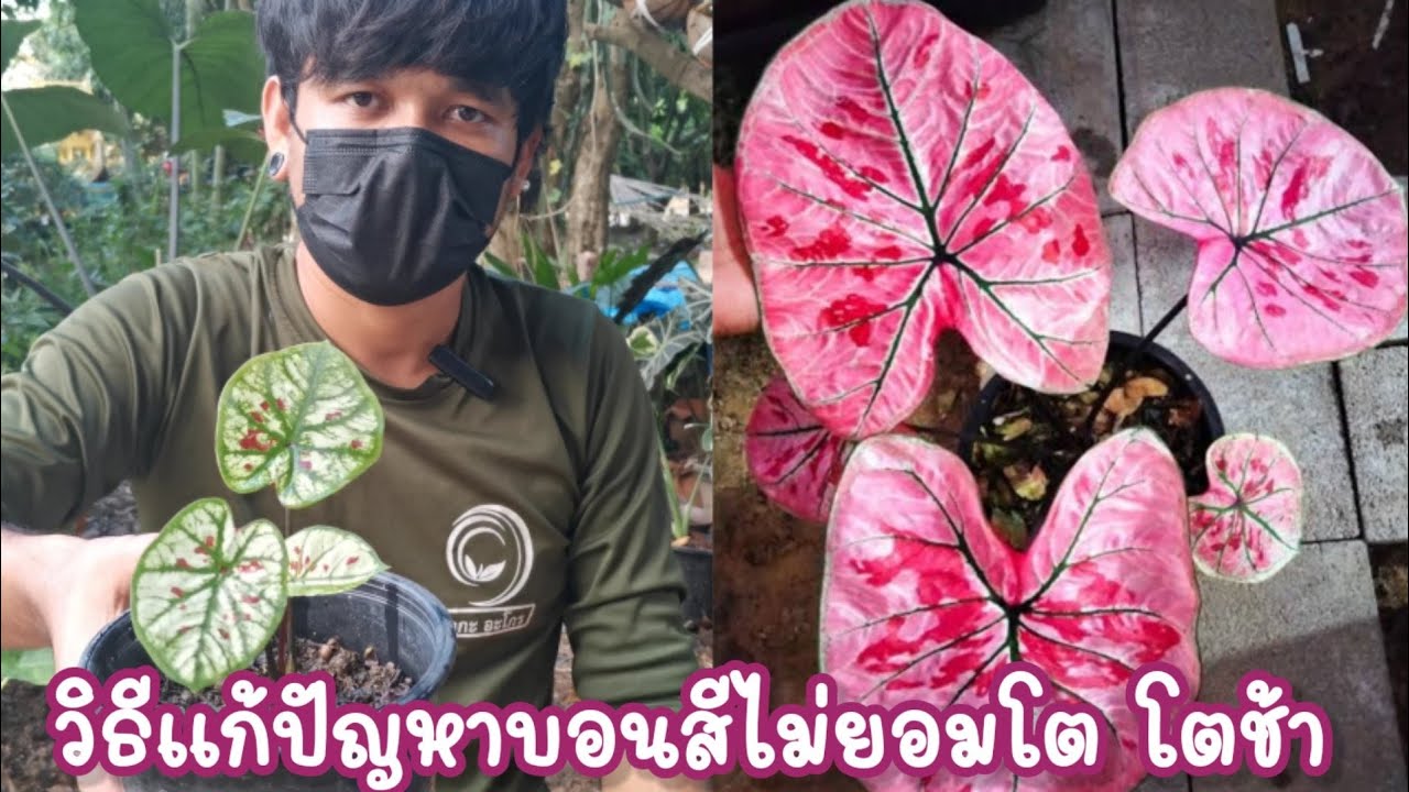 วิธีแก้ปัญหาเลี้ยงบอนสีไม่ยอมโต​ โตช้า​ ใบออกมาใหม่เล็กลงเลื่อยๆ