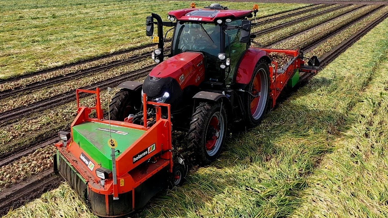 Harvesting Onions Holaras