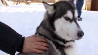 dogs 101 - siberian husky by Sir Gregoryson 17,725 views 8 years ago 3 minutes, 57 seconds